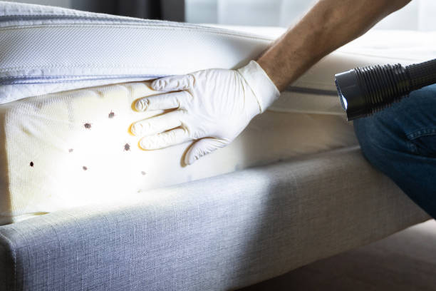 Best Affordable Pest Control Services  in Dumas, AR